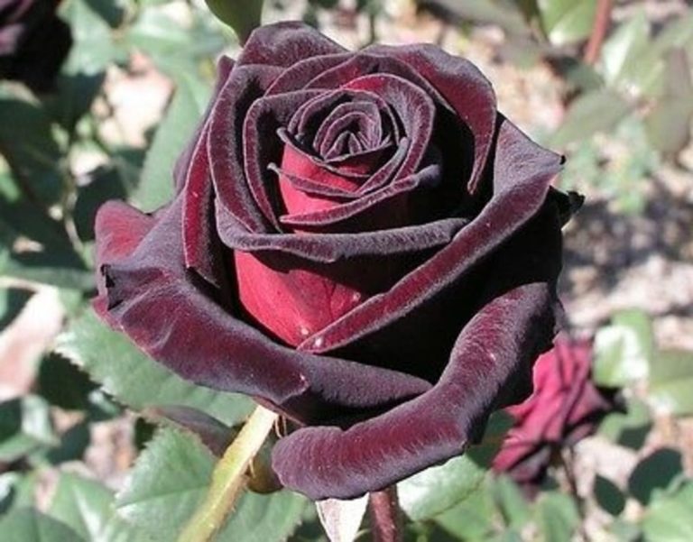 Роза черный принц картинки