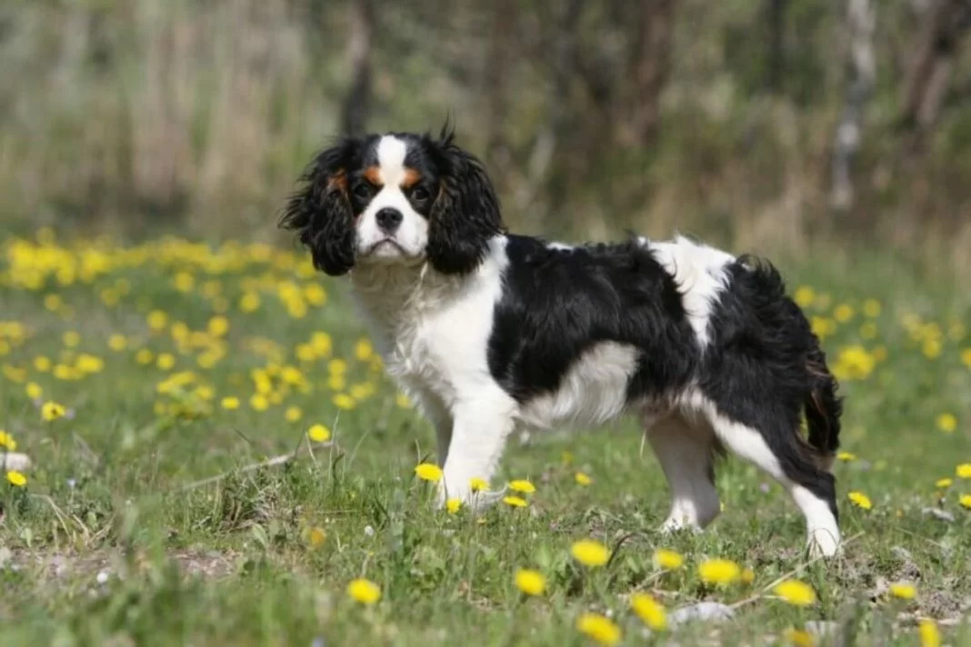 Cavalier King Charles Spanie