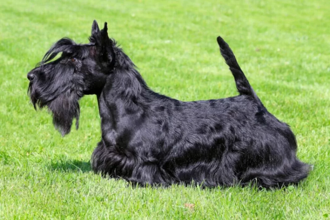 Scottish_Terrier