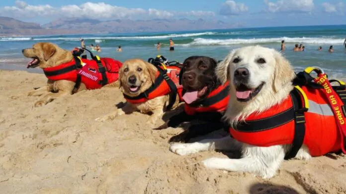 sics, cani salvataggio sulle spiagge italiane