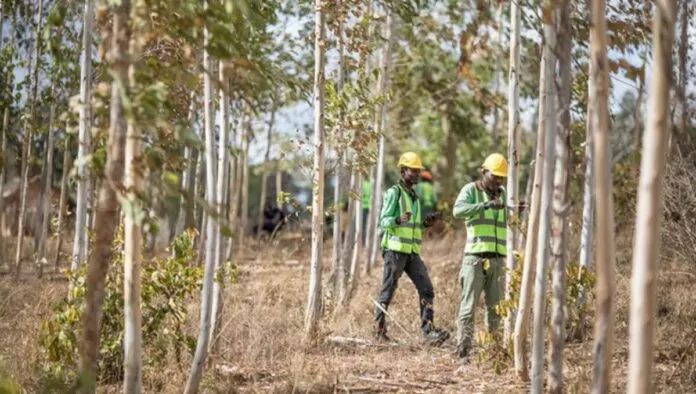 Gestione delle foreste sostenibile