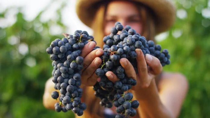 oscar farinetti, merano winefestival, ragazza in vitigno